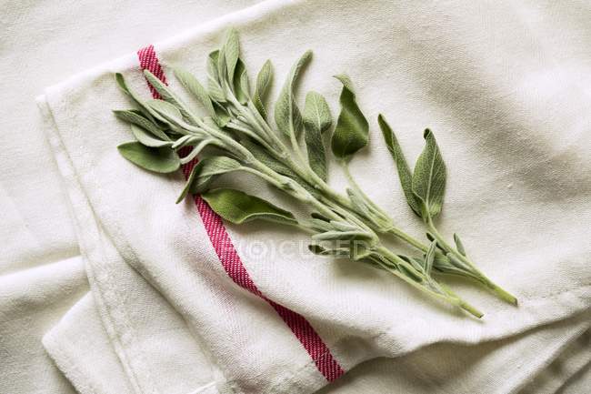 Salvia fresca en una toalla de plato - foto de stock