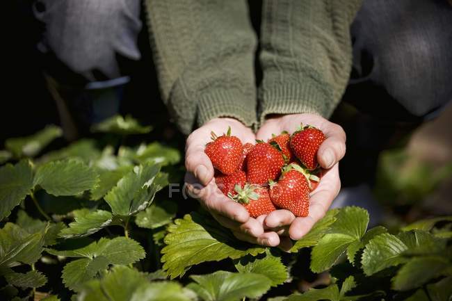 Mann hält Erdbeeren in der Hand — Stockfoto