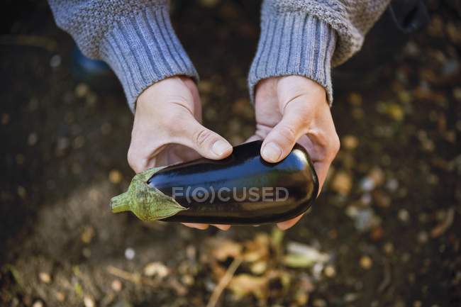 Homme exploitant aubergine fraîche — Photo de stock