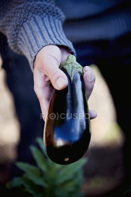 Man holding fresh aubergine — Stock Photo