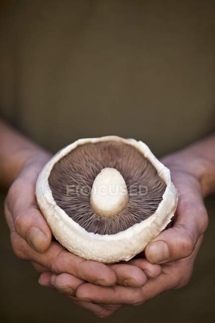 Closeup view of a male hands holding a mushroom — Stock Photo