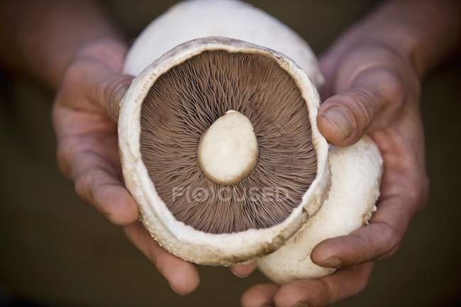 Homme tenant des champignons frais cueillis — Photo de stock