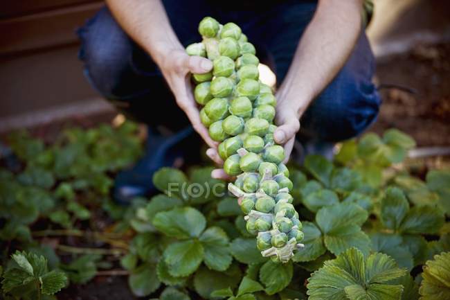 Man holding sprouts — Stock Photo