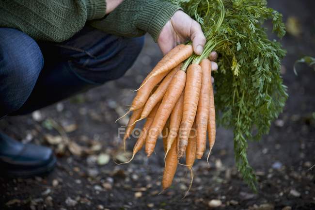 Man holding bunch of carrots — Stock Photo