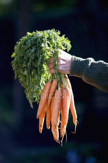 Man holding bunch of carrots — Stock Photo