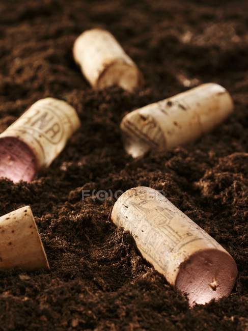 Closeup view of five wine corks on soil — Stock Photo