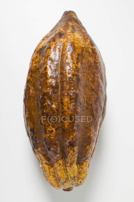 Fruta fresca del cacao - foto de stock