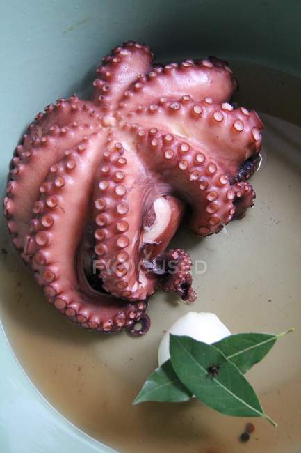 Nahaufnahme marinierter Oktopus mit Knödel und Blättern — Stockfoto