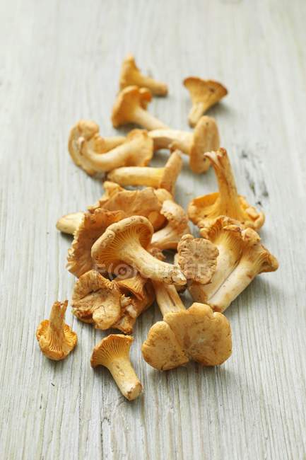 Funghi di finferli freschi — Foto stock