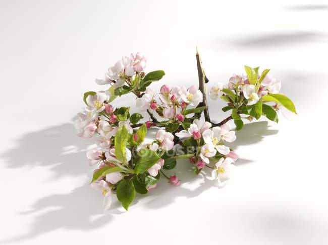 Closeup view of apple blossoms on branch — Stock Photo