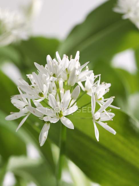 Ramsons - wild garlic flower on white blurred background — Stock Photo