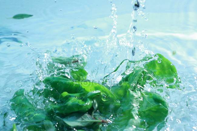 Green basil in water — Stock Photo