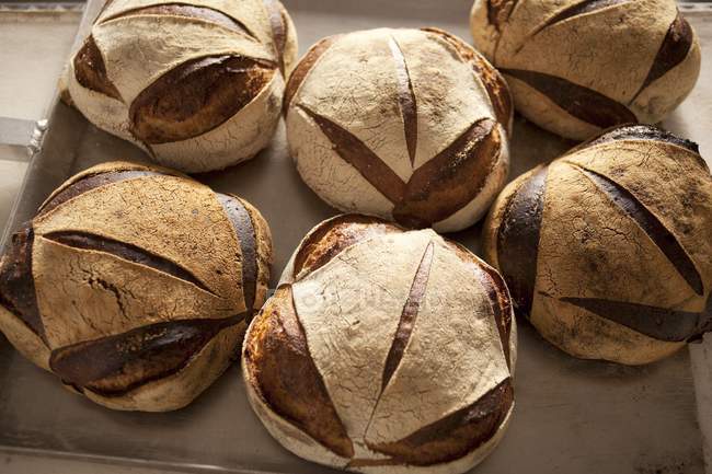 Six loaves of country bread — Stock Photo