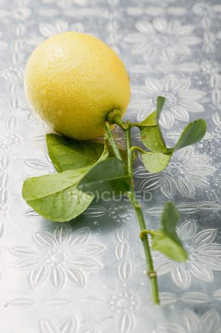 Лимон на стеблі з листям — стокове фото