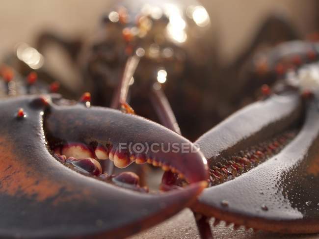 Крупним планом вид з двох кігтів омарів — стокове фото