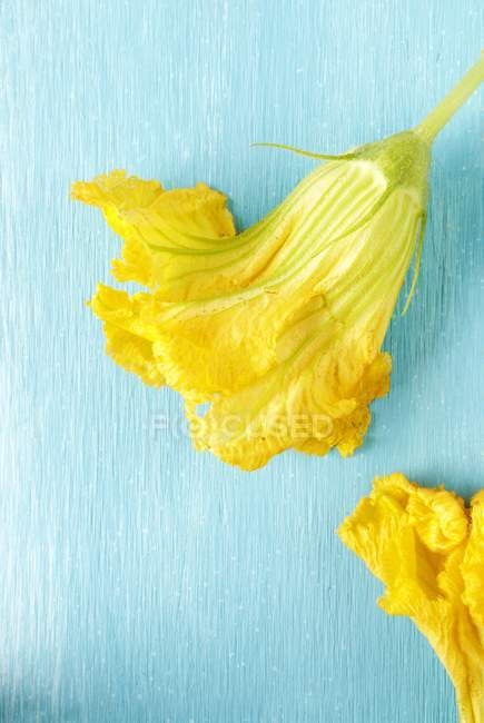 Gelbe Zucchini-Blüten auf blauer Oberfläche — Stockfoto
