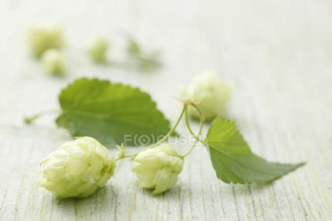 Green hops sprouts — Stock Photo