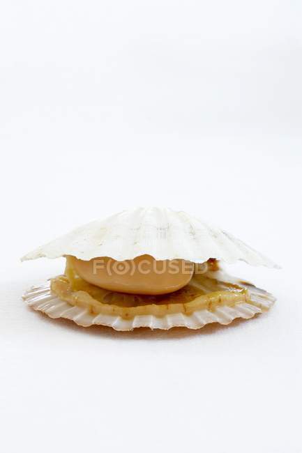 Closeup view of one opened scallop on white surface — Stock Photo