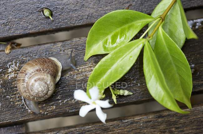 Vista de primer plano de un caracol y ramita de jazmín con flor en tablones de madera - foto de stock