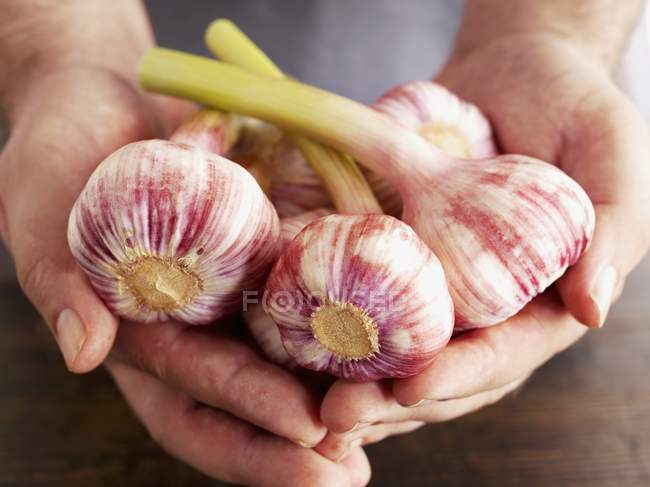 Human Hands holding garlic bulbs — Stock Photo