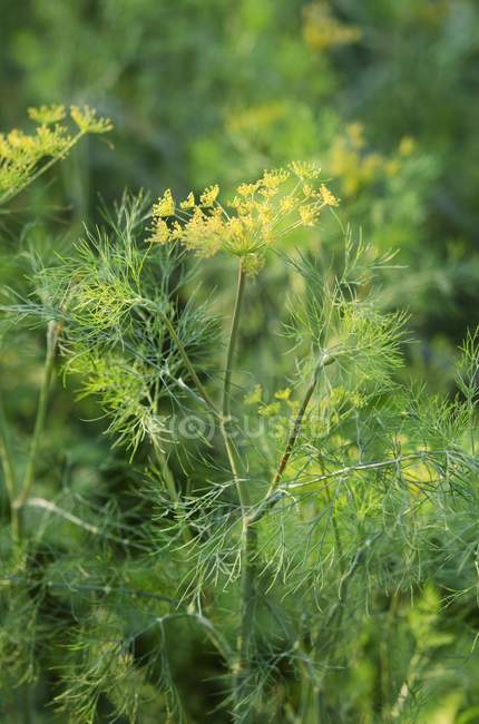 Dill growing in garden — Stock Photo
