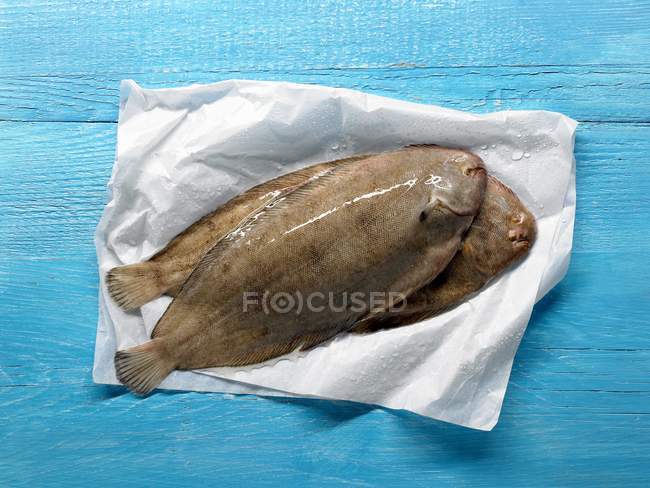 Ціла підошва риби на папері — стокове фото