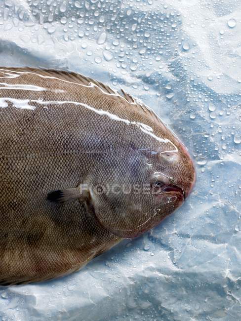 Sole fish on paper — Stock Photo