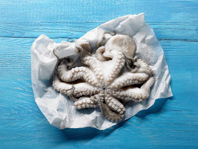 Fresh raw Octopus on paper — Stock Photo
