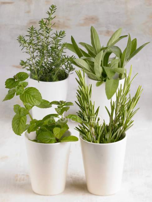 Closeup view of assorted herbs in beakers — Stock Photo