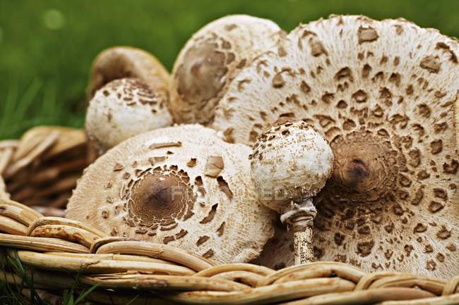 Cesta de cogumelos de guarda-sol frescos — Fotografia de Stock