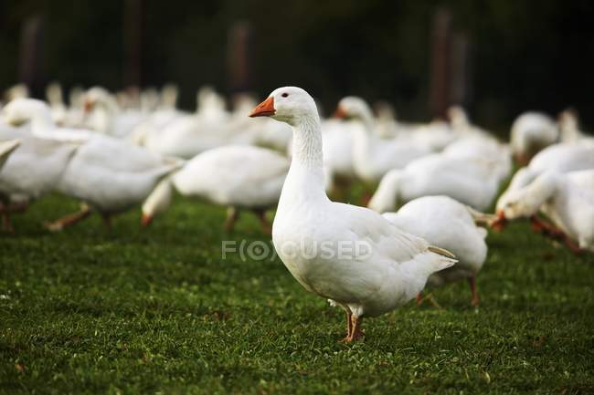 Daytime view of free-range geese on grass — Stock Photo