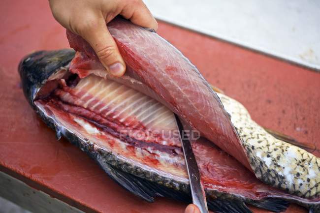 Hombre fileteado pescado de carpa - foto de stock