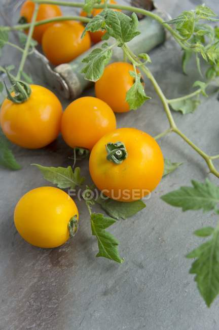 Tomates amarillos con hojas - foto de stock