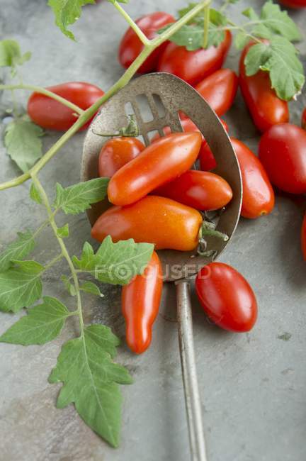 Tomates de ameixa com folhas — Fotografia de Stock