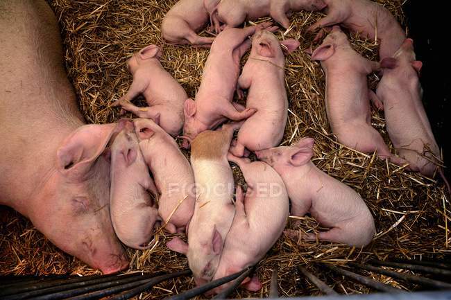 Верхний вид свиньи с поросятами, спящими в соломе — стоковое фото
