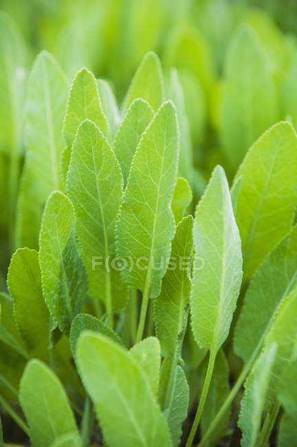 Balsam herb growing in garden — Stock Photo