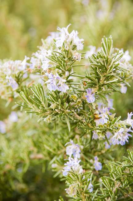 Nahaufnahme tagsüber Ansicht der blühenden Rosmarinpflanze — Stockfoto