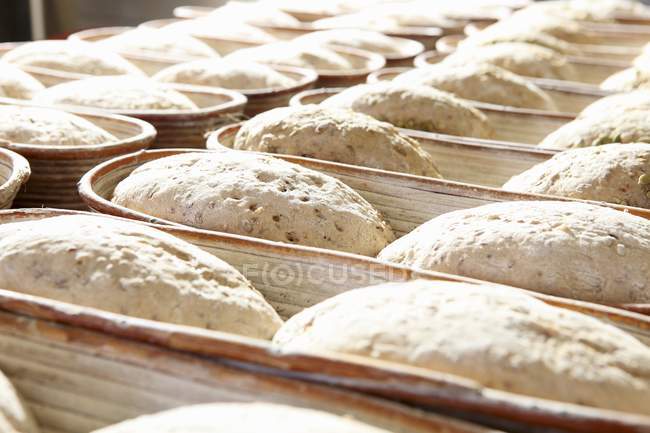 El pan sin cocer en las cajas en una fila en la panadería - foto de stock
