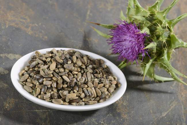 Closeup view of Milk Thistle flower and seeds — Stock Photo