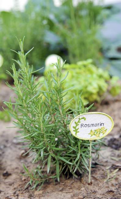 Daytime view of Rosemary plant with tag — Stock Photo