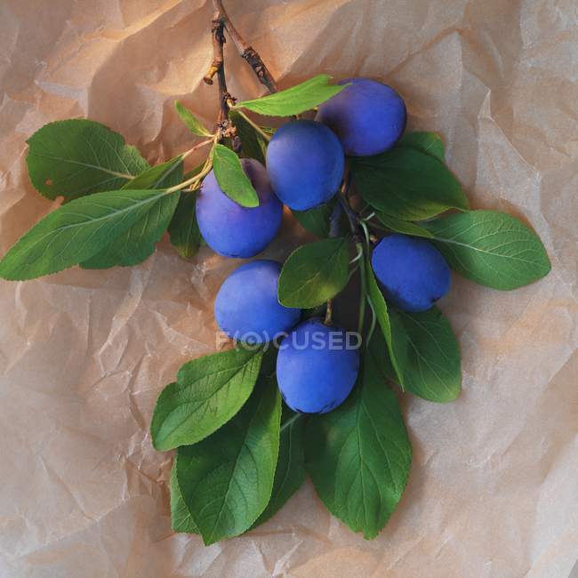 Brin de prunes aux feuilles — Photo de stock
