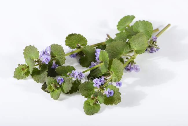 Elevated view of fresh ground ivy branches with flowers — Stock Photo