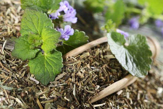 Closeup view of fresh and dried ground Ivy — Stock Photo