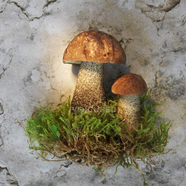 Birch bolete mushrooms with moss — Stock Photo