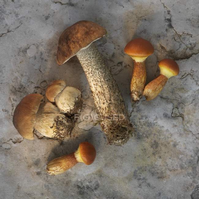 Cogumelos selvagens frescos colhidos — Fotografia de Stock