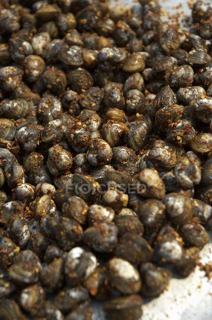 Closeup view of spiced clams heap — Stock Photo
