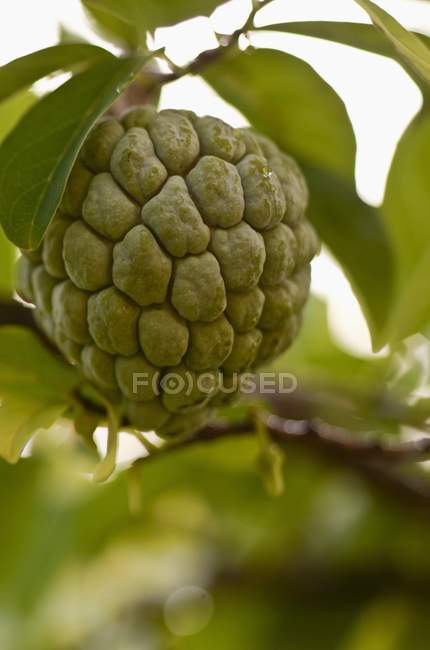 Closeup view of sugar apple on a tree — Stock Photo