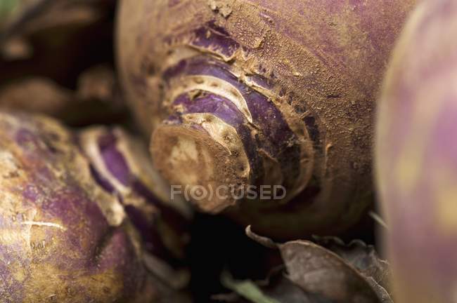 Fresh picked purple Turnips — Stock Photo
