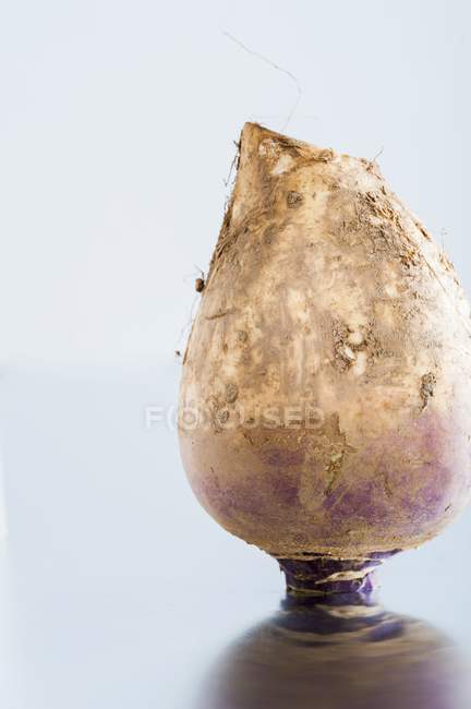 Fresh picked turnip — Stock Photo
