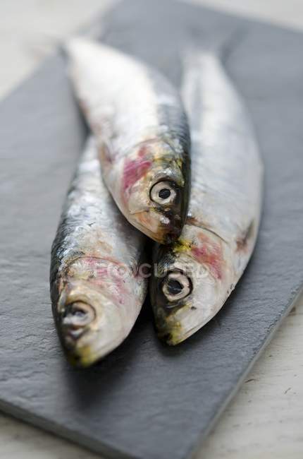 Sardines fraîches crues — Photo de stock